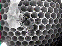 Merci à  www.ruche.com pour la photo. Si vous voyez ce message, c'est que cette photo n'apparait pas. Il faudra bien trouver une solution...